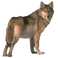 wolf685.gif (18033 bytes)