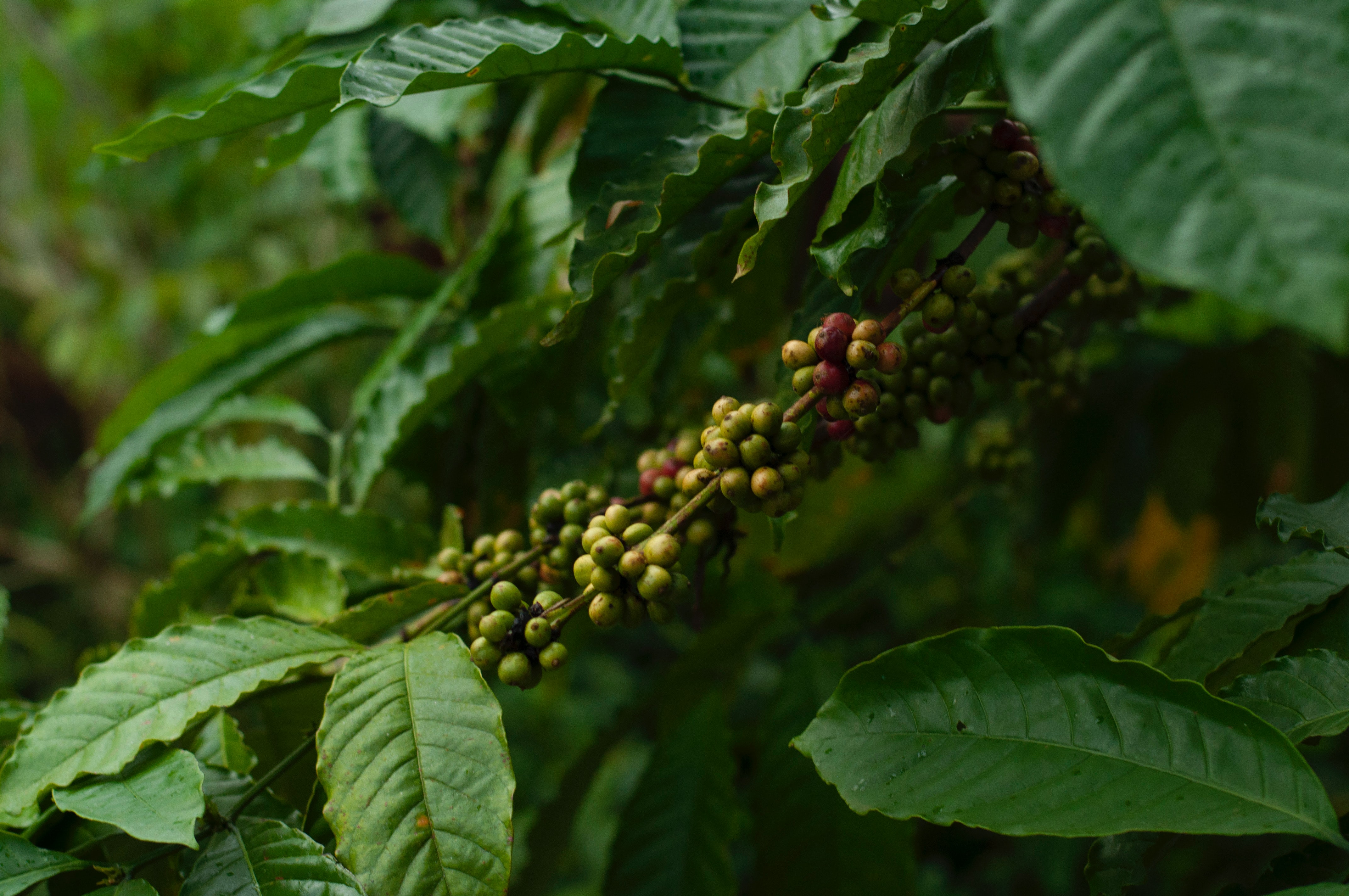 plant