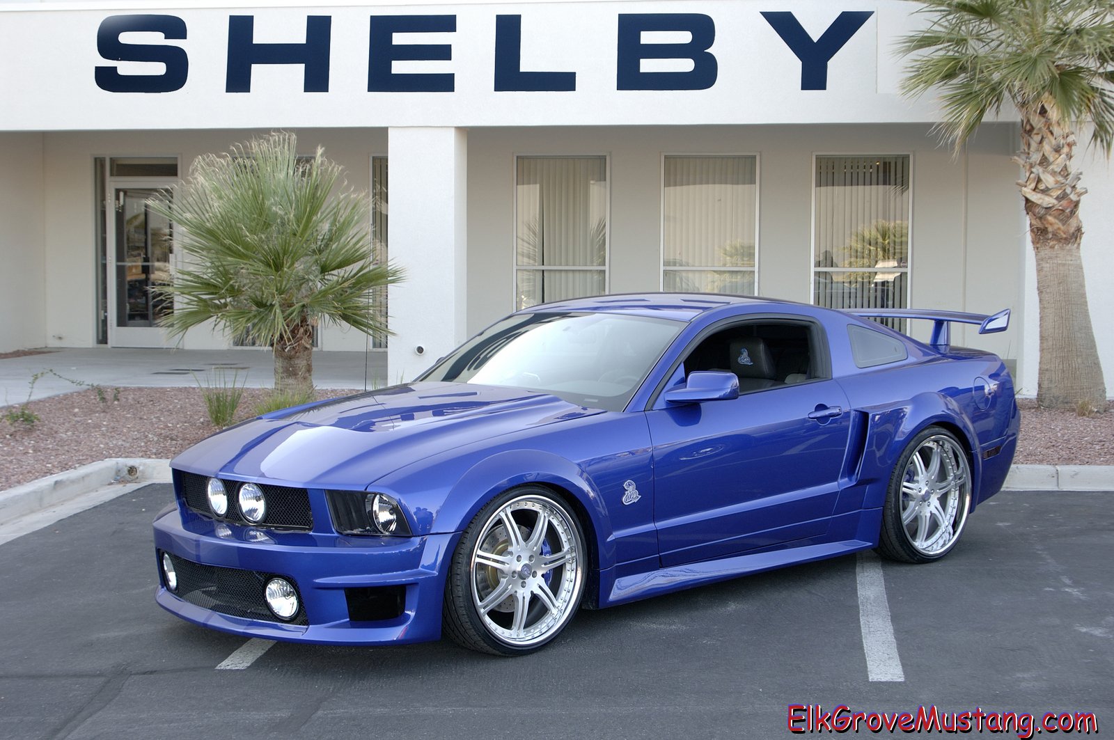 SHELBYjpg 13Nov2007 1043