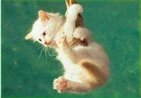 o gatito tambi�n