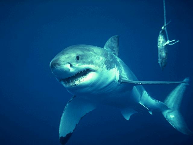 Shark Gallery Page 2