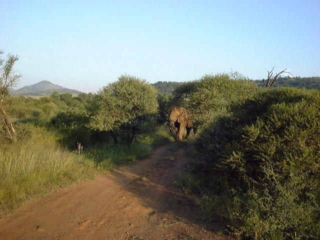 Elephant Alert !!