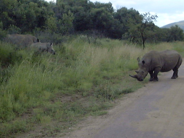 Rhino Alert!!