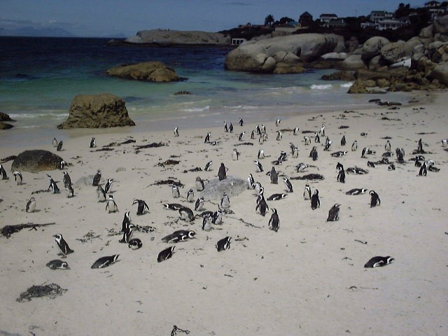 South Africa Jackass Penguins