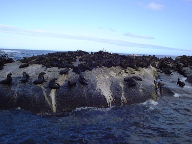 Seal Island View