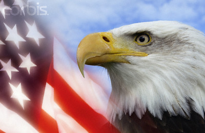 bald eagle hawk beak eye flag usa united states flags bird official money grants cash
