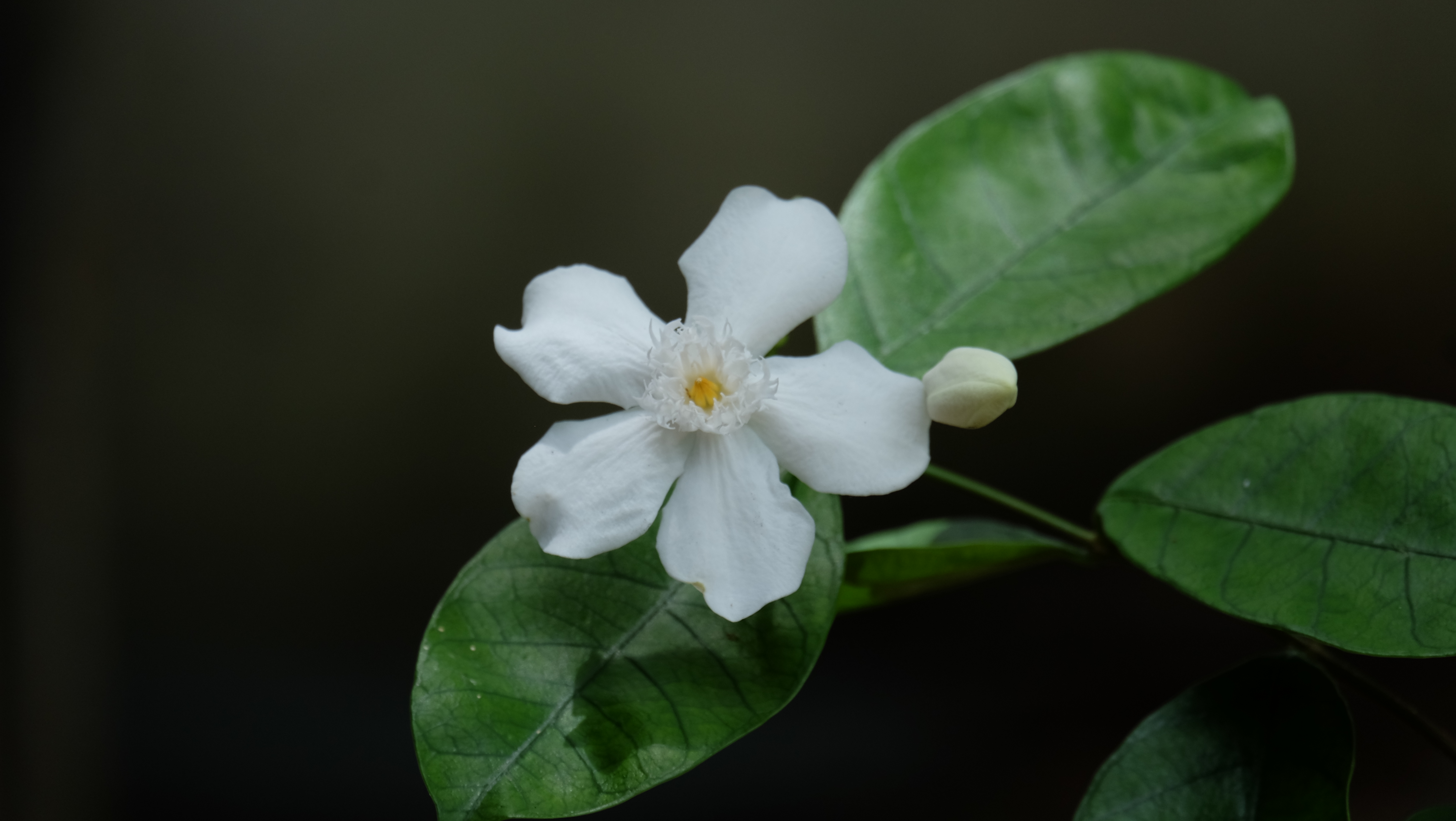 Photo by: Jayan Tharuka