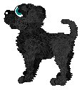Blackie, Fem, Puppy, Dali, Good showpose