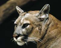 Big Cats