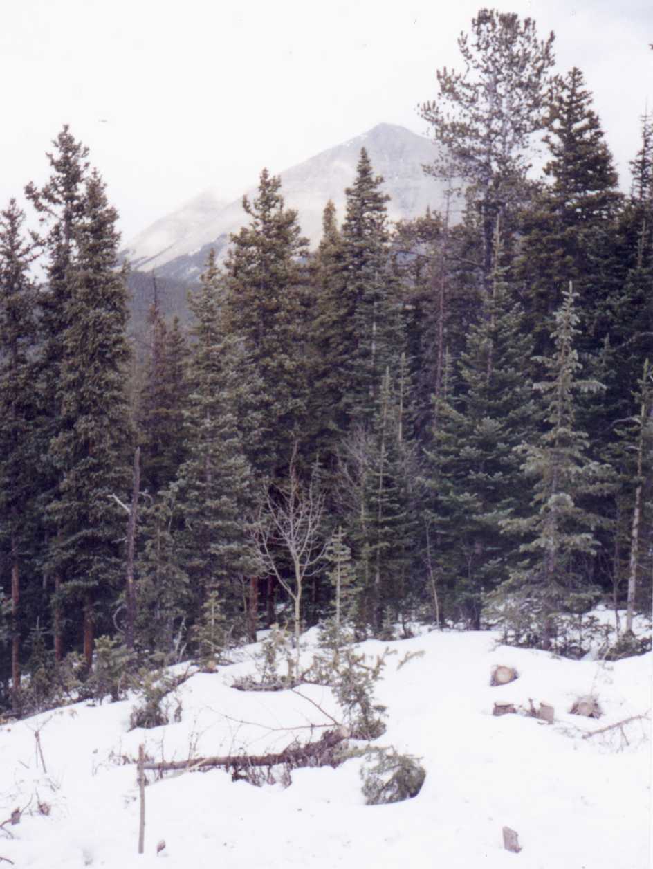 Cordova Pass
