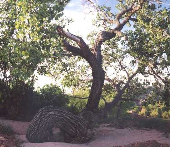 Cottonwood Tree