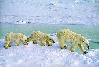 Follow the leader