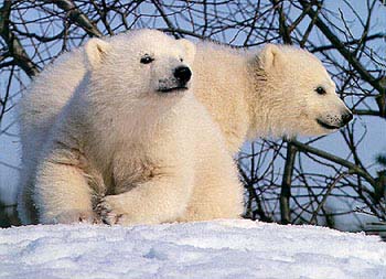 Buddies