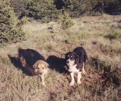 Pistol and Pepper