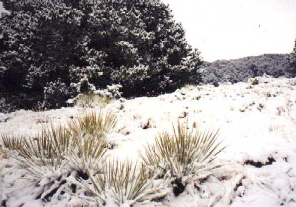 Yucca in the snow