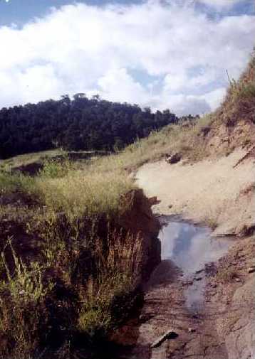 The Spring