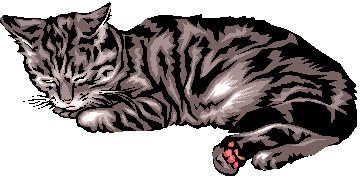 Tabby Cat!