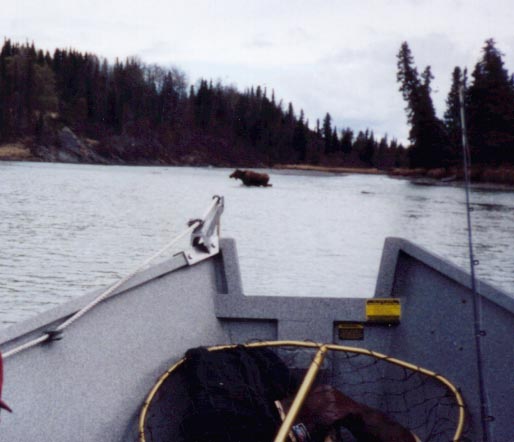 Caution - Moose Crossing !!