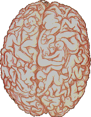 TheMaleBrain.gif (93355 bytes)