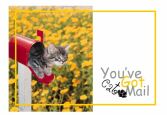 catmail.jpg (5570 bytes)