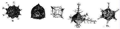 [Maple Metafile]