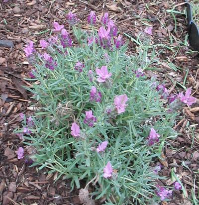 Bella (TM) Lavender