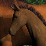 Springtime at Winds of Heaven Farm