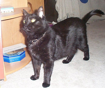 Panther
