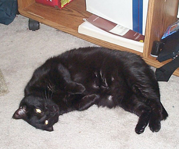 Panther