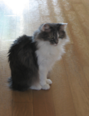 Missy