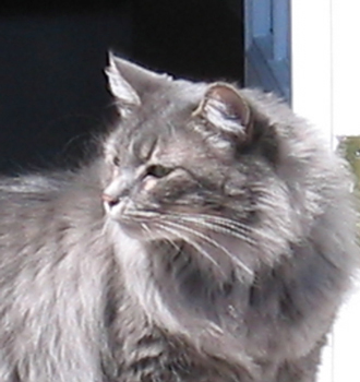 Pippin