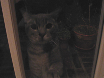 Merlin