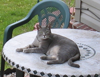 Merlin