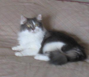 Missy