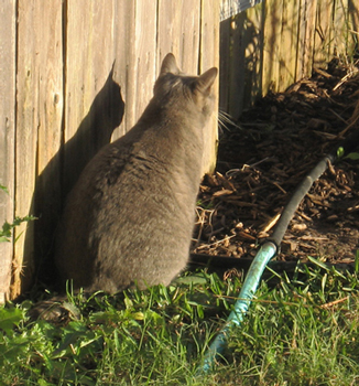 Merlin