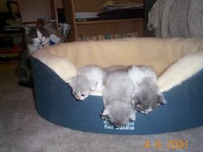 Chloe watches the kittens