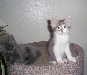 Missy and Bandit
