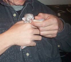 Missy being hand fed