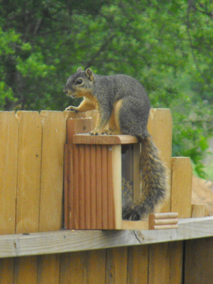 Squirrel feeder