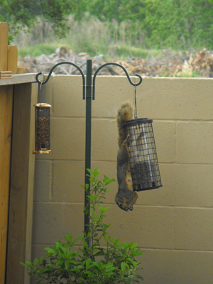 Squirrel on bird feeder