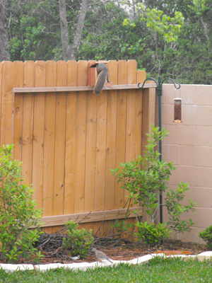 Squirrel feeder