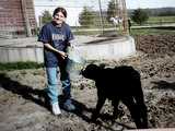 Daughter Jess feeds steaks on the hoof.