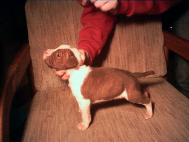 Bently