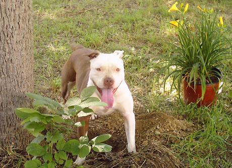 I LUV MY PITTBULL