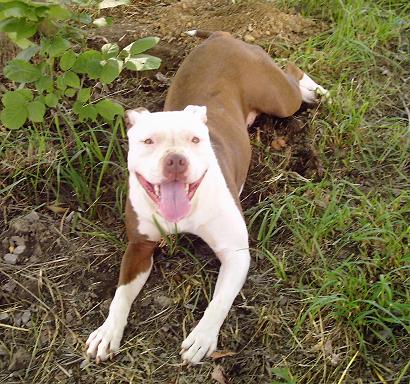 I LUV MY PITTBULL