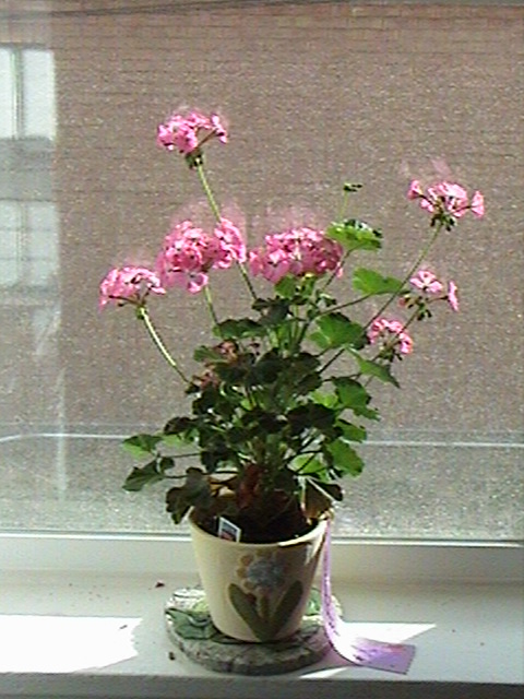 Jill the Geranium