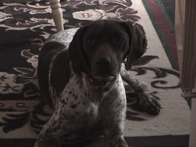 Shiloh