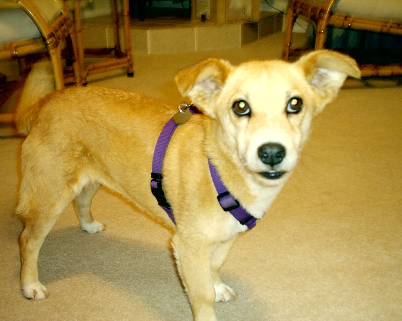 Stella