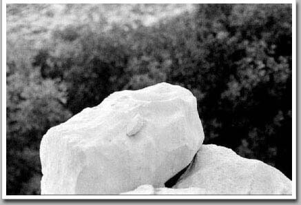 Solid Rock