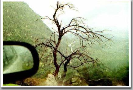 Side Window